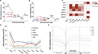 Methylome Dynamics of Bovine Gametes and in vivo Early Embryos